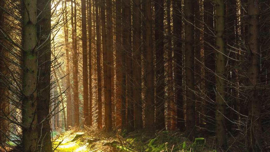 The government’s 10-point plan for the Green Industrial Revolution is keen to encourage carbon capture and storage. Planting forests with trees we can build with should be part of the plan, say proponents of timber construction. Image: Richard Newton / Alamy