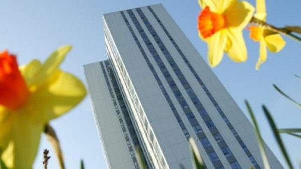 A high-rise building and a narcissus flower.