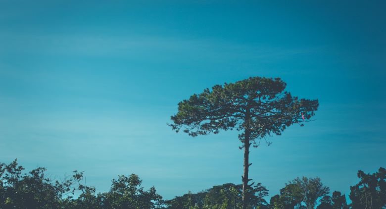 Photo of a tree that stands taller than those surrounding it.