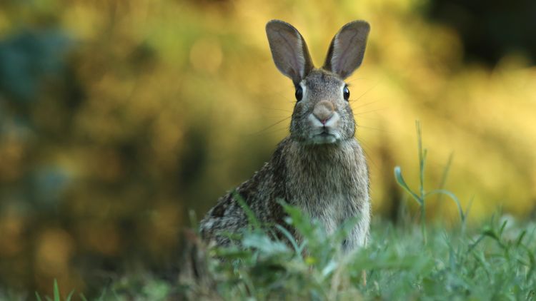 A startled rabbit