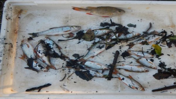 Fish recovered from Stanground Lode after the sewage leak (Image: Environment Agency)