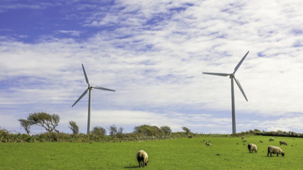 A green field with sheep and wind turbines. Blue sky above with clouds.