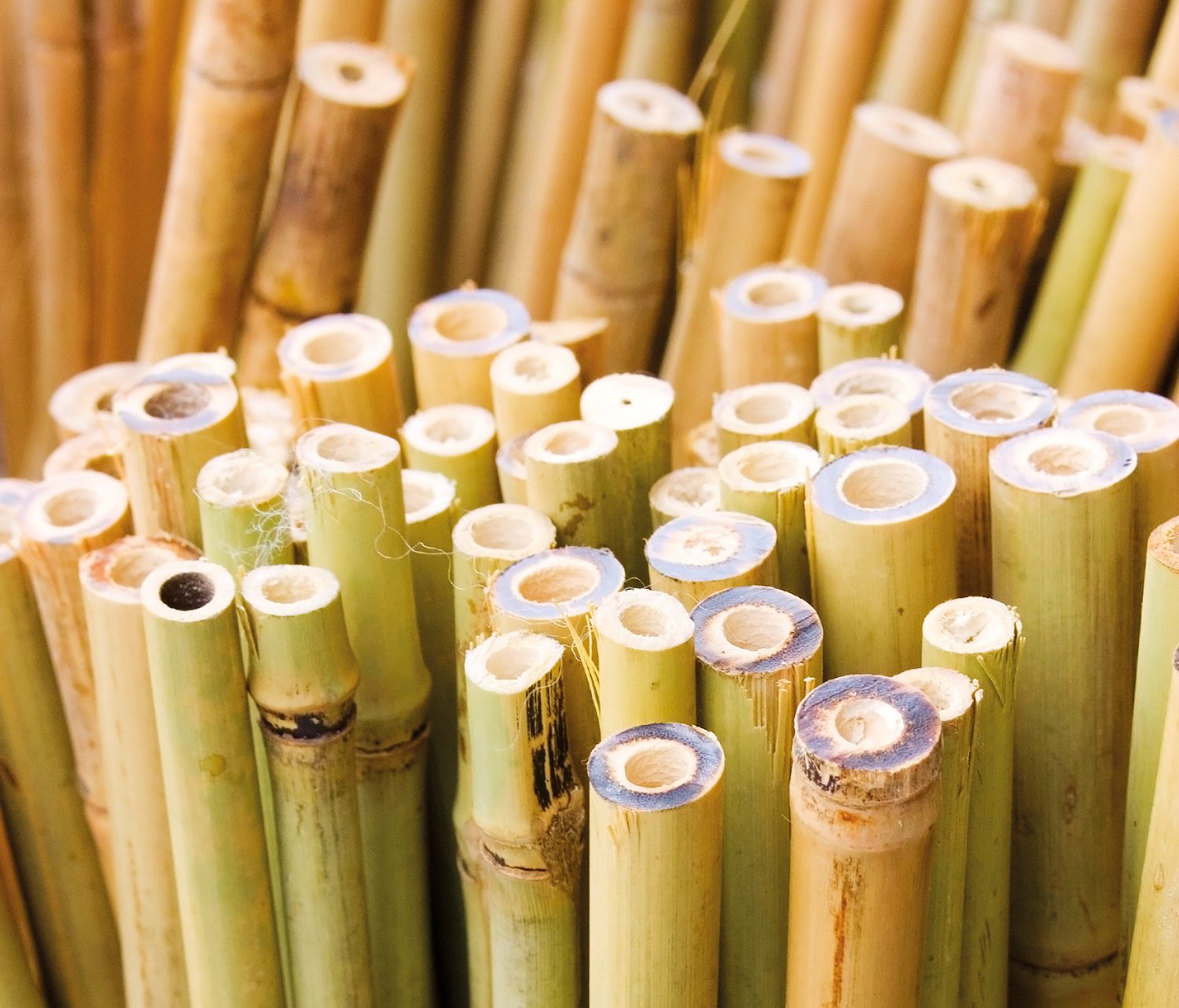 Building bamboo