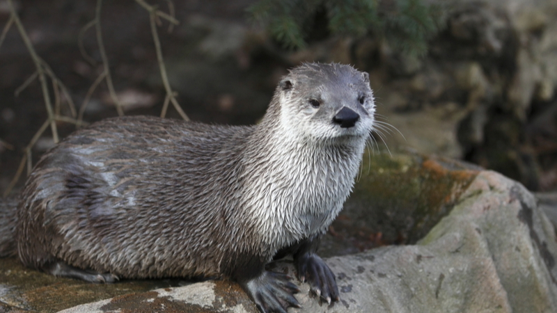 Lower Otter Restoration Project
