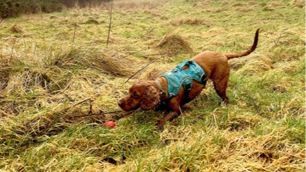 An sniffer Cocker Spaniel called Mylo on a field.