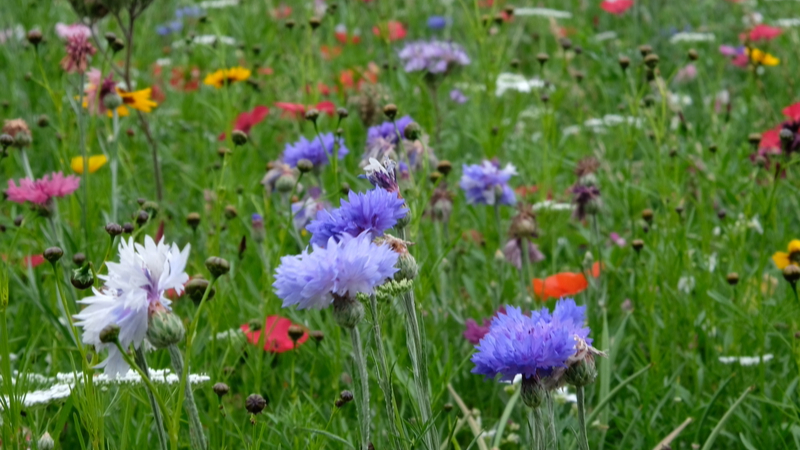 Close up of purple and red flowers in a field.