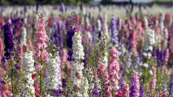 Field of colourful delphinium flowers in Wick, Pershore, Worcestershire, UK.