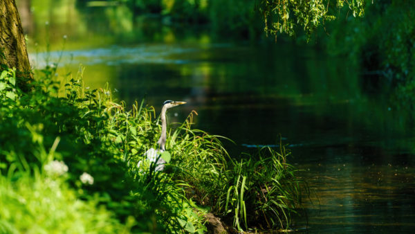 Grey Heron (Ardea Cinerea) standing on banks of a small river in the UK - Biodiversity - CIOB