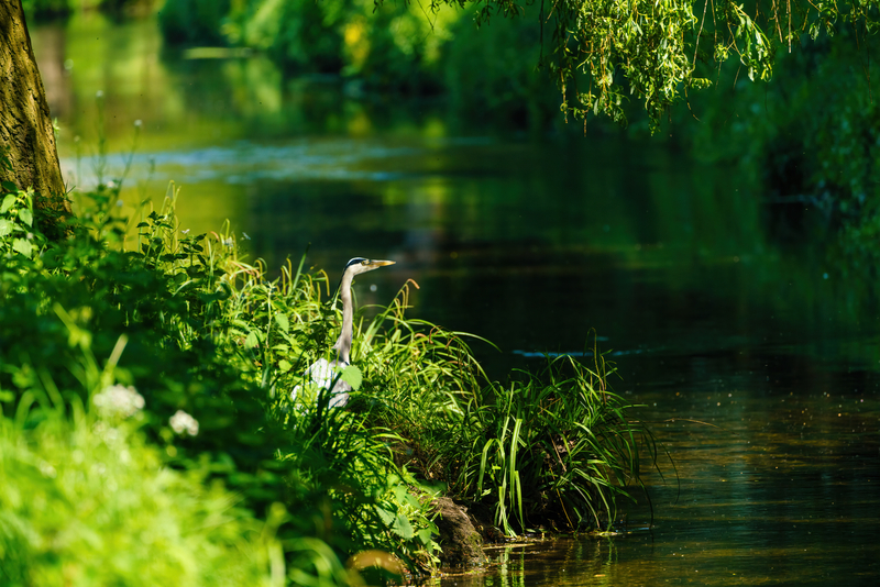 construction and nature - Grey Heron (Ardea Cinerea) standing on banks of a small river in the UK - Biodiversity - CIOB