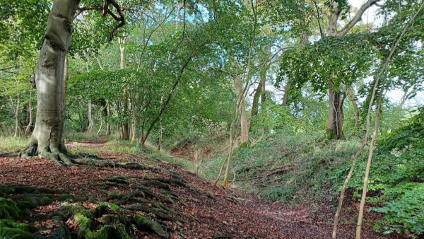 The Ridgeway long-distance footpath running across Grim's Ditch. Buckinghamshire Council 