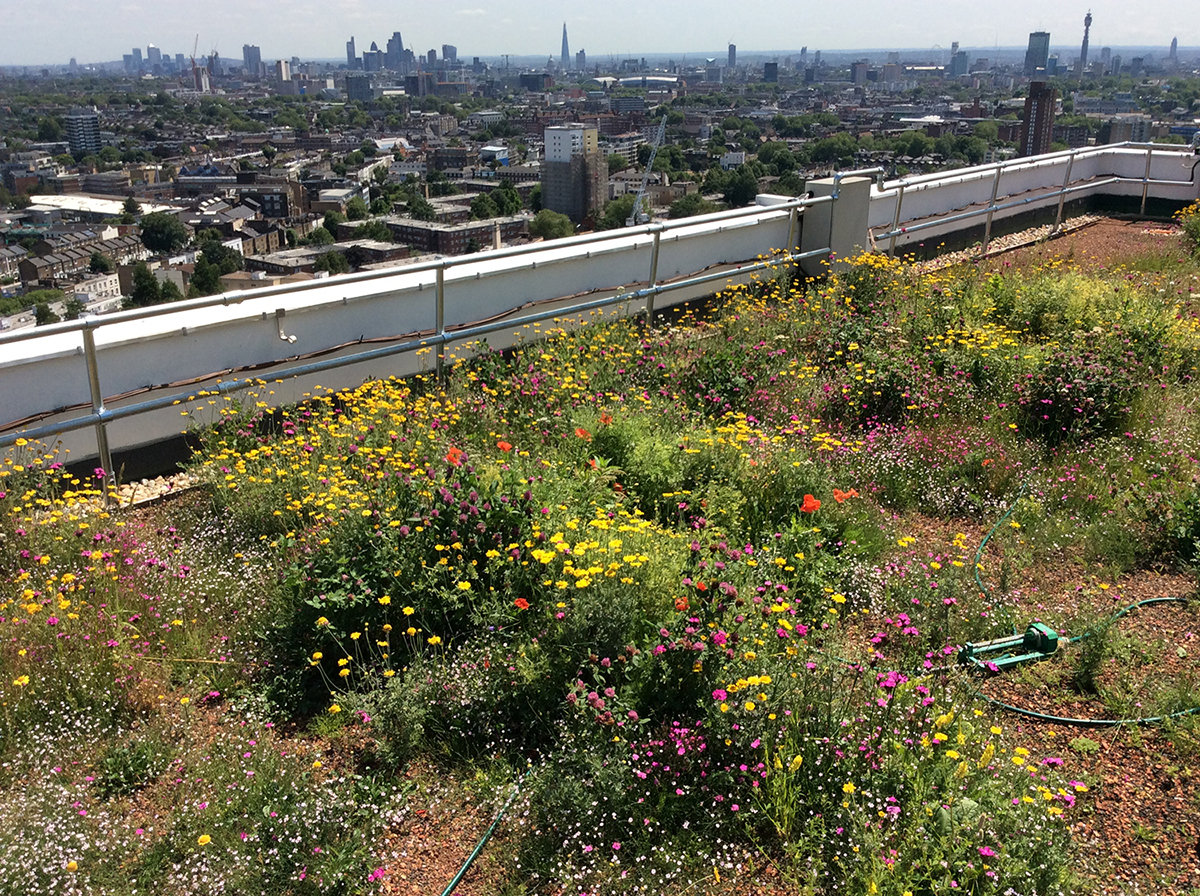 BNG green roofs