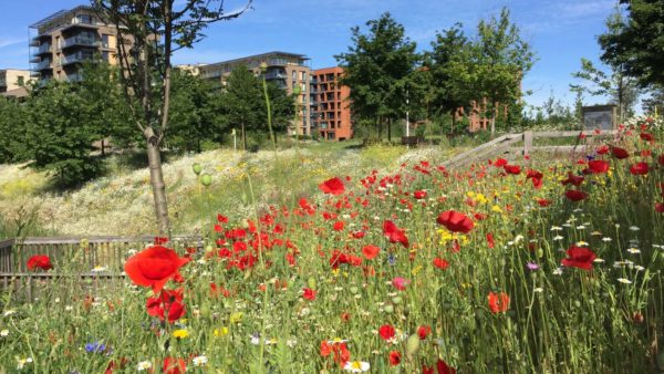 A field with poppies with a housing develoment in the background. The Wildlife Trusts said that a strategic approach to nutrient neutrality is more effective that the current case-by-case approach.