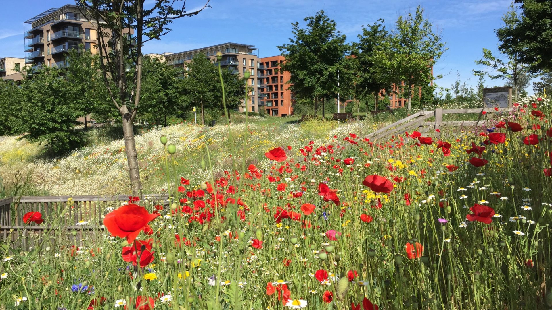 A field with poppies with a housing develoment in the background. The Wildlife Trusts said that a strategic approach to nutrient neutrality is more effective that the current case-by-case approach.