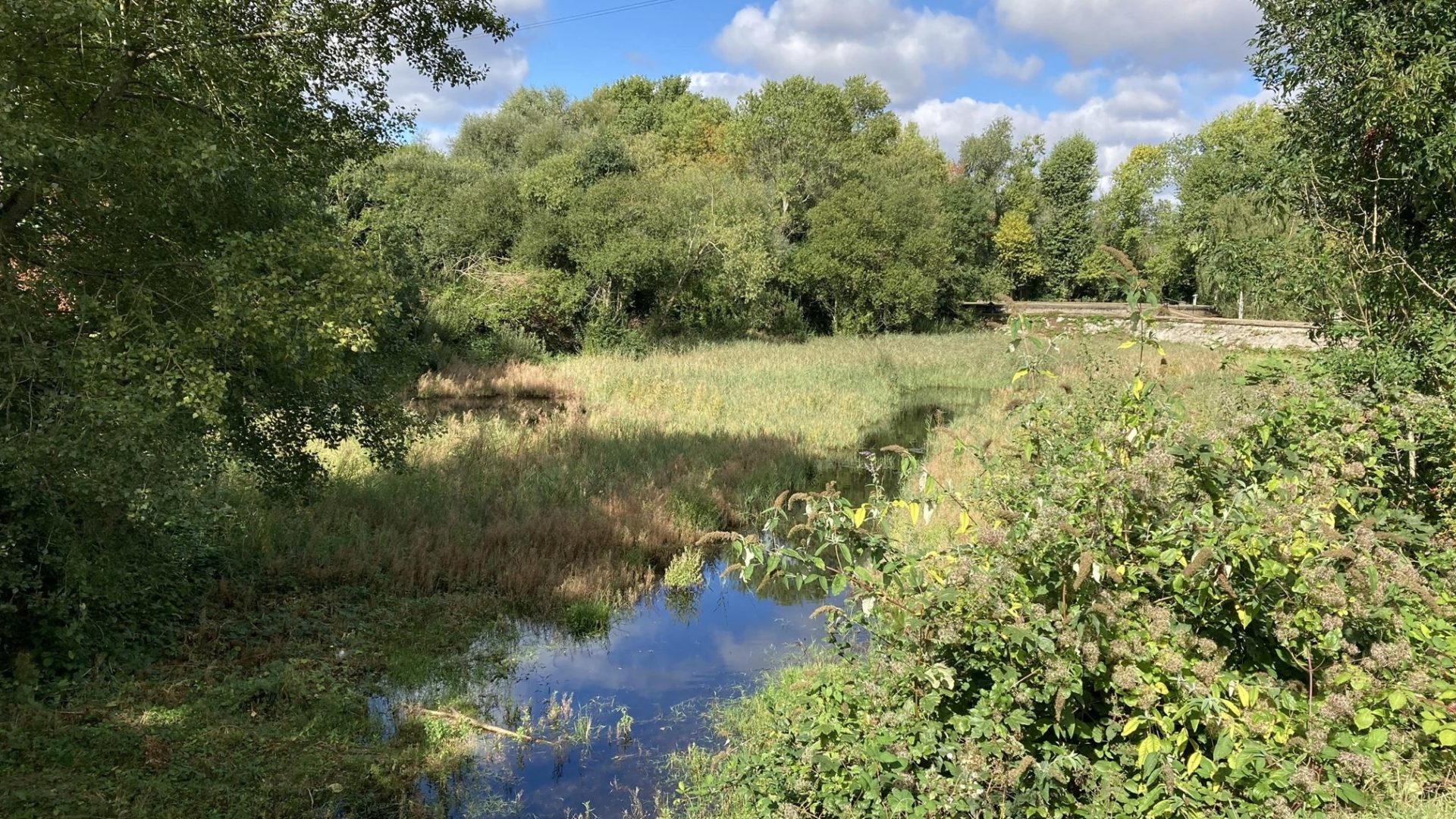 Green wetlands - a team led by Pick Everard has restored the Middlesex Filter Beds in Lee Valley Regional Park