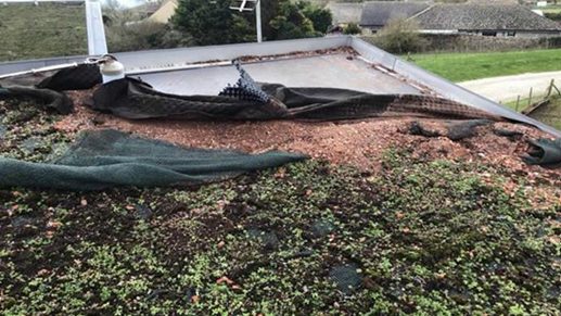 A green roof that has been damaged. Parts of the layers have been blown off. Independent review finds critical areas for improvement in Aster’s ‘living roofs’ management