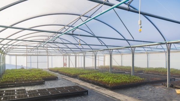 One of the polytunnels already built at HMP Haverigg - Wates and Aecom are backing this initiative.