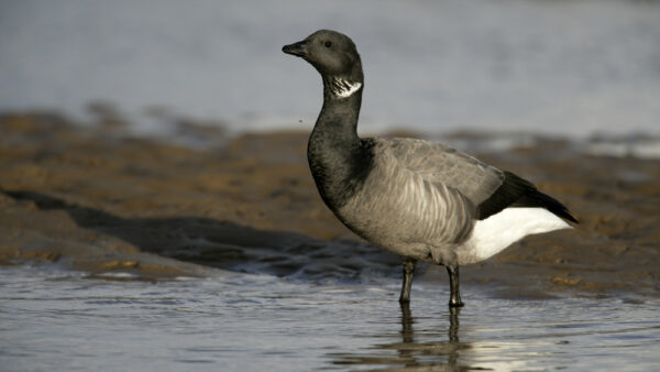 A Brent goose - Vivid Homes has stopped works in a development to avoid disturbing migrating birds like this in the Solent Coast.