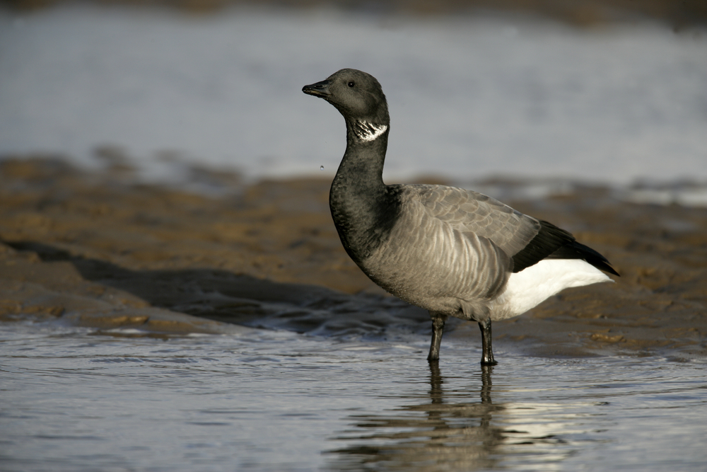 A Brent goose - Vivid Homes has stopped works in a development to avoid disturbing migrating birds like this in the Solent Coast.