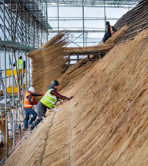 Four master thatchers and two apprentices are re-thatching the barn with water reed