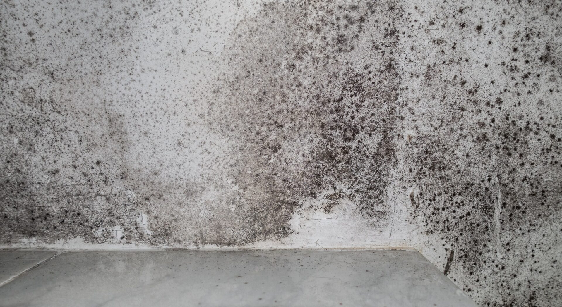 Black damp patches in white bath roof - Professor Michael Parrett argues that Awaab's Law should go further in its first phase