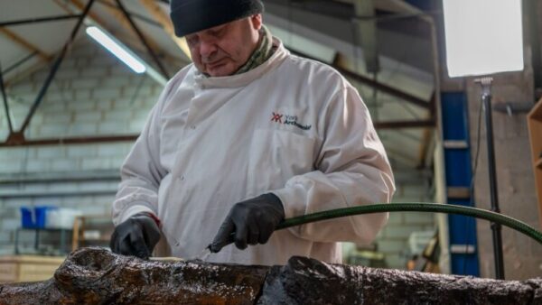 A timber specialist undergoes conservation of one of the Civil War stakes - Civil War stakes found in Sheffield during an excavation overseen by Keltbray Infrastructure (now called Aureos)