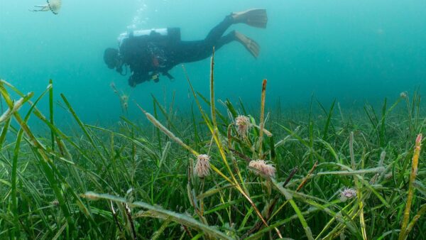 A diver in the sea with seagrass around - Kier has partnered with the Ocean Conservation Trust to examine how seagrass can be used to combat microplastic pollution