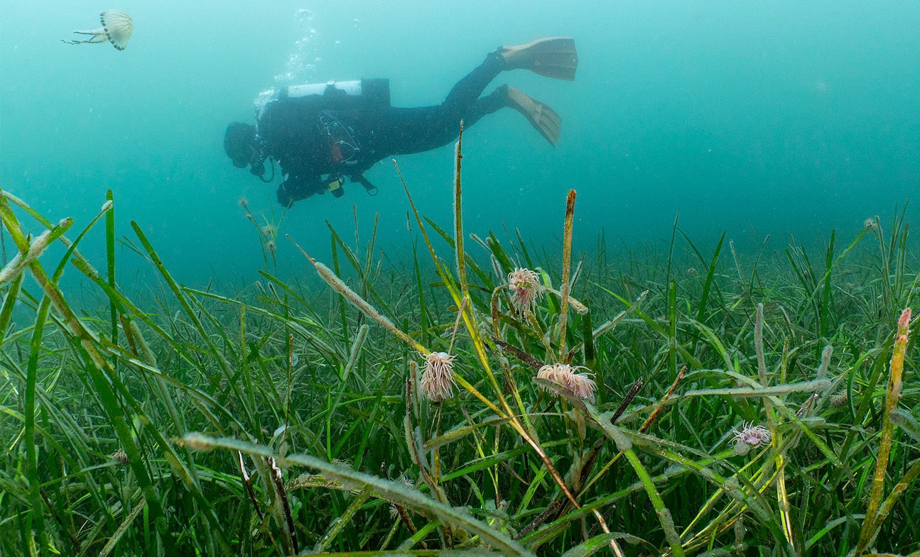 Kier seagrass - A diver in the sea with seagrass around - Kier has partnered with the Ocean Conservation Trust to examine how seagrass can be used to combat microplastic pollution