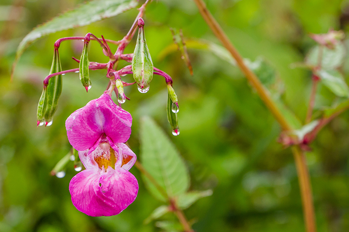 Himalayan Balsam. Image: Dreamstime