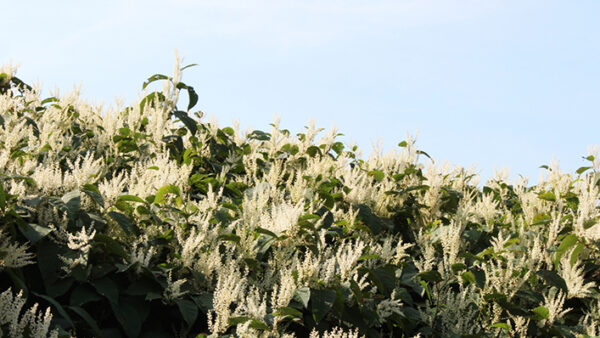 Japanese Knotweed. Image: Dreamstime