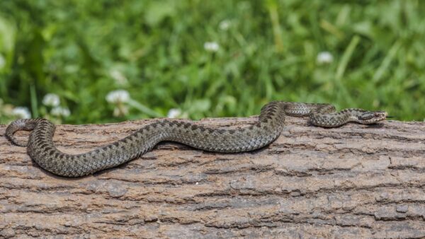 1. Adders are the UK’s only native venomous snake but they’re extremely shy and adder-bite deaths are rare. Image: Charles J. Sharp/CC BY-SA 4.0