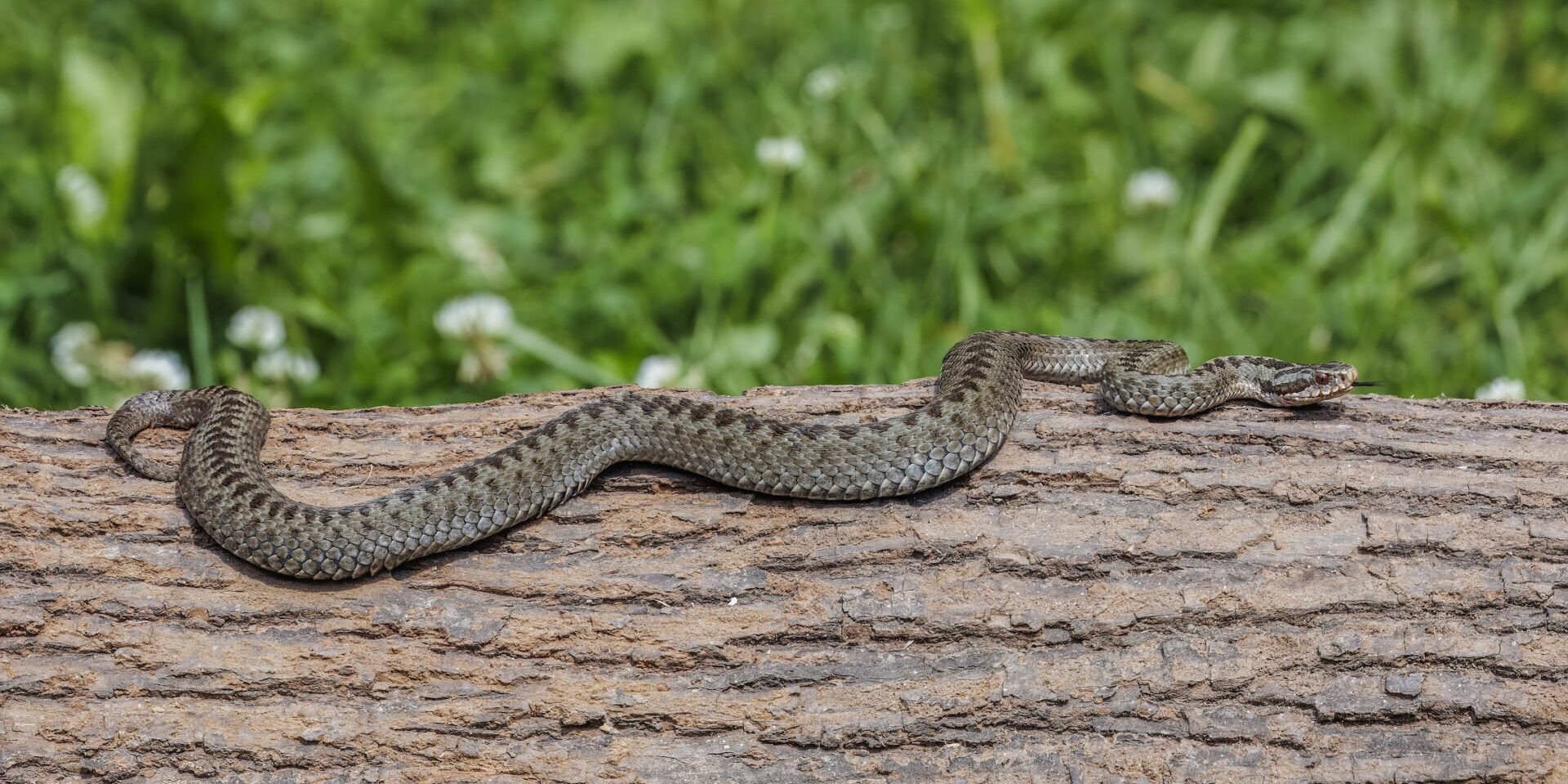 Adder underpasses - The specially-designed snake tunnels link two isolated populations at Berkshire’s biggest open heath.
