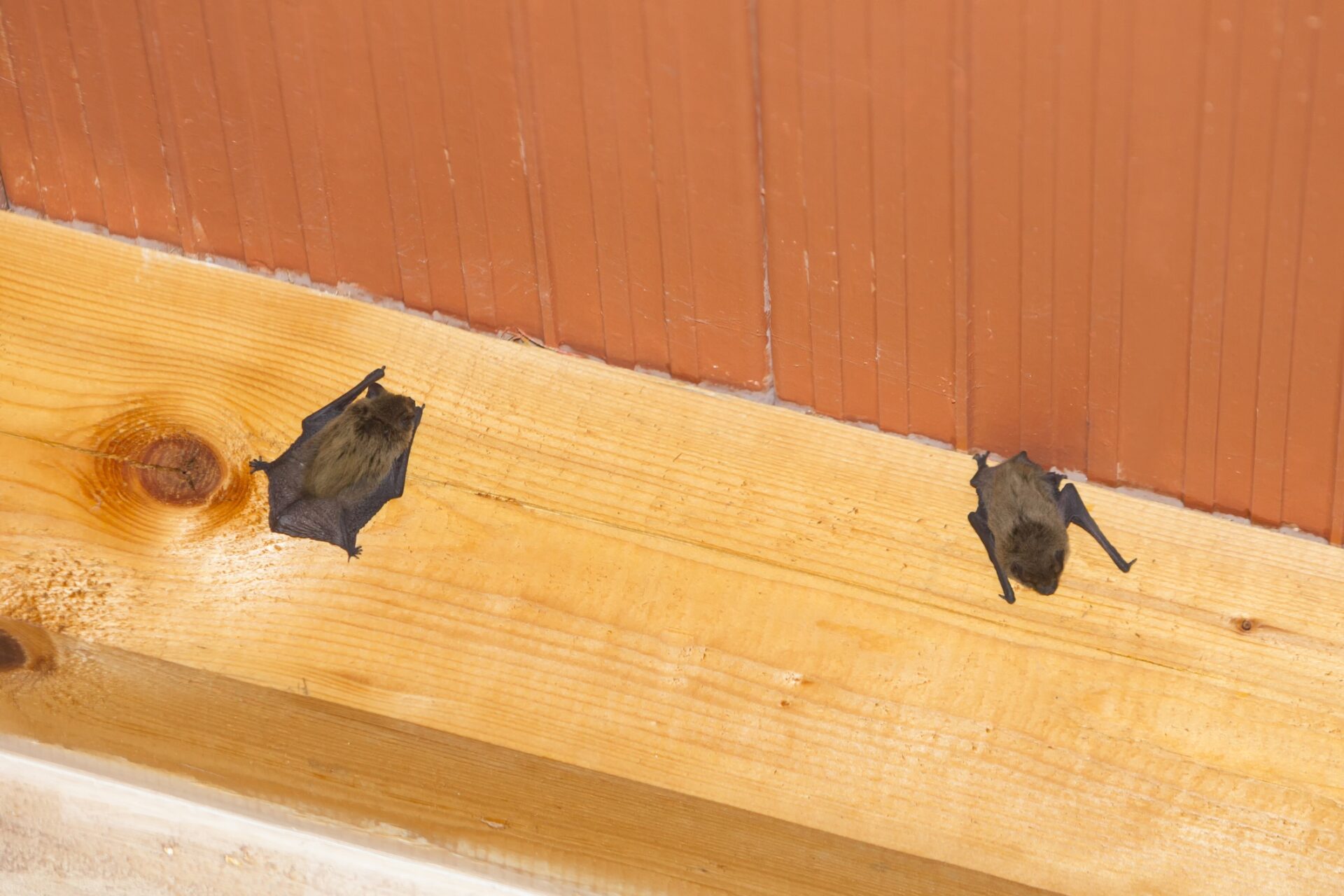 bats attack housing tenant - A contractor has been fined after bats attacked a nearby tenant as a result of works Image: © GoranJakus | Dreamstime.com