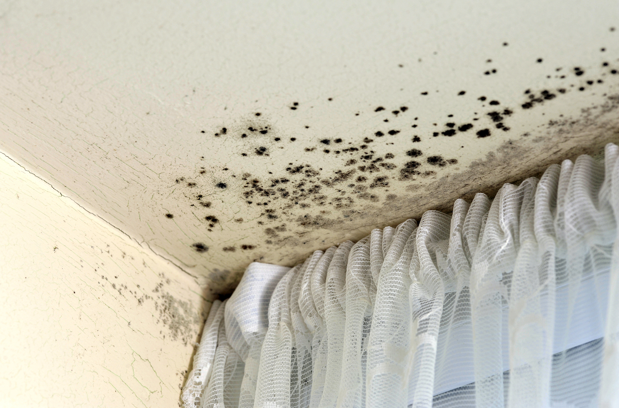 damp mould housing - Chartered Institute of Housing and CIOB have launched new guidance for tackling damp and mould